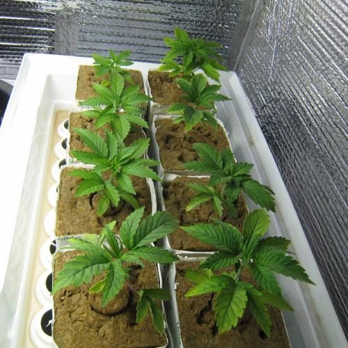 hydroponics grow system